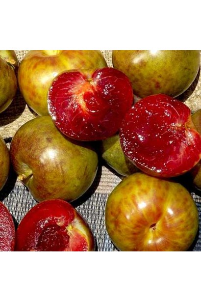 Pluot ‘Flavor Supreme’